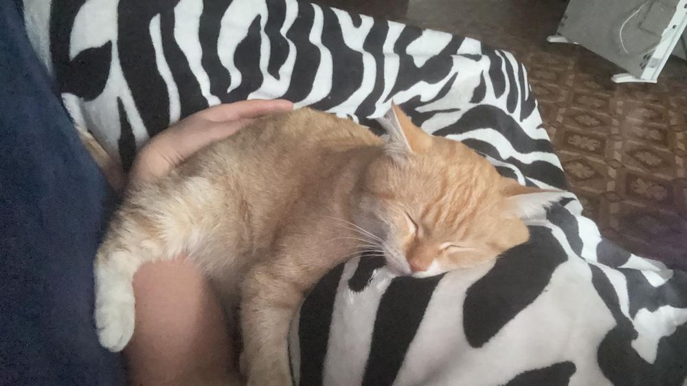 Помогите найти кота