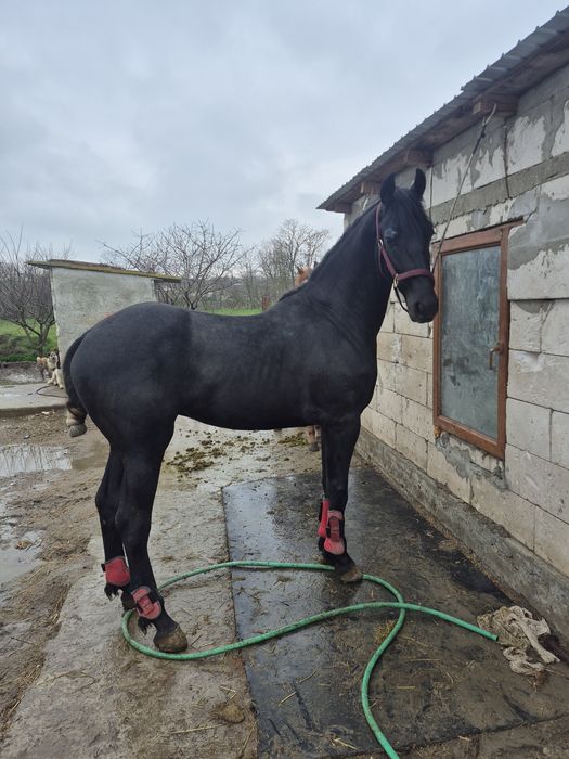 Vand armasar metis fe frizian