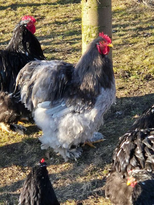 Cocosi cochinchina urias