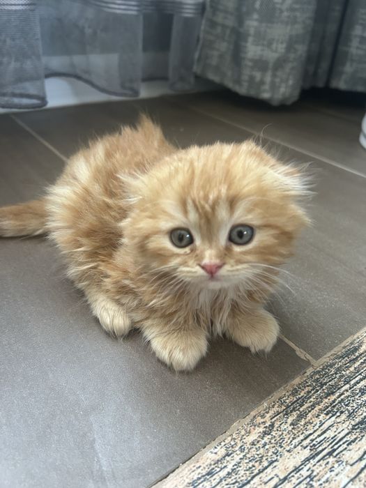 Котята вислоухие