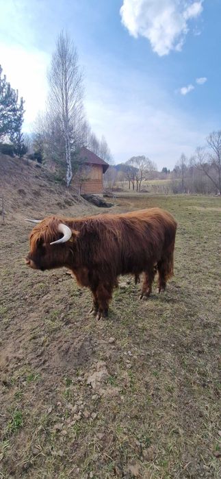 Taur scotian, rasa highland