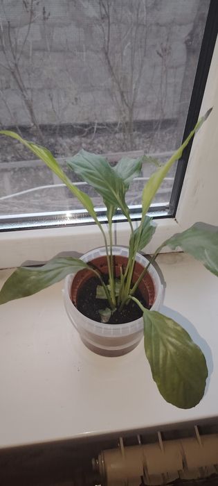 Үй гүлдері сатылады