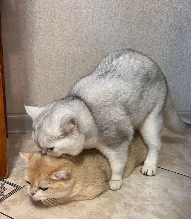Шиншила самец опытный, вязка!