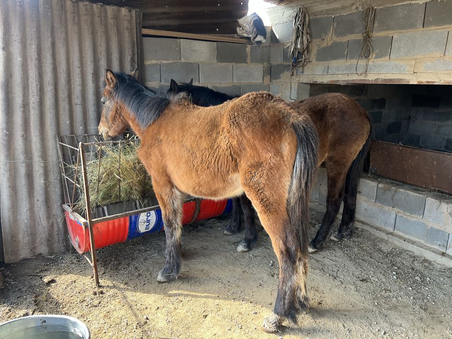 Жабағы тай сатылады