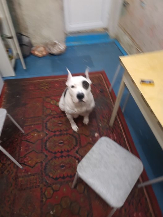 Собака стафорд американский