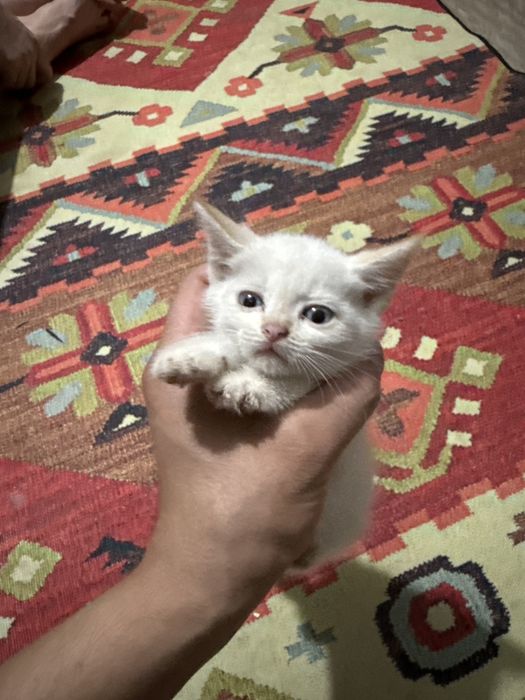 Котенок, котята,
