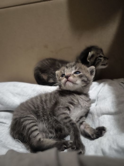 Отдам котейку в добрый руки