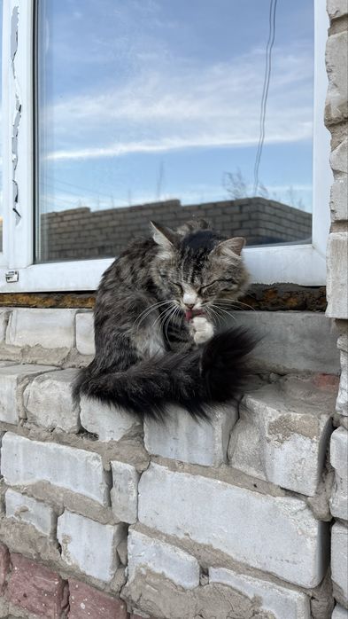 отдам котенка мальчик