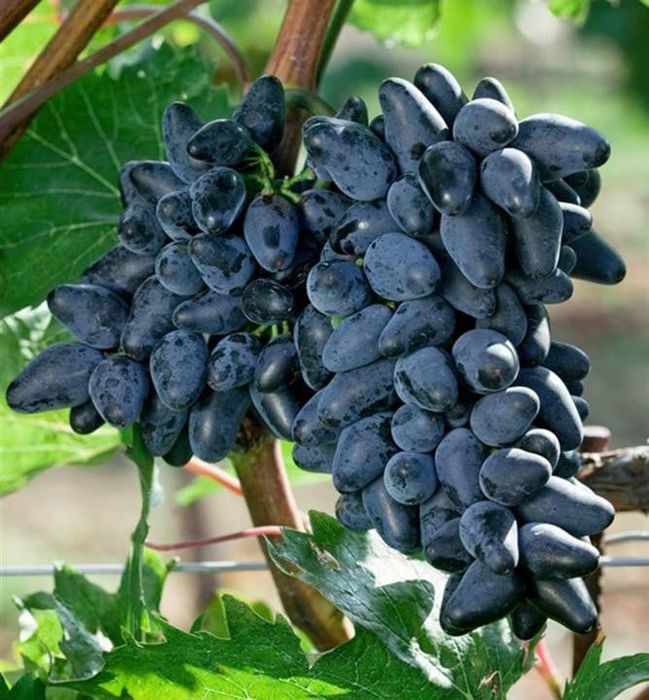 Vita de vie nobila altoita Neagra de masa  (12 soiuri)