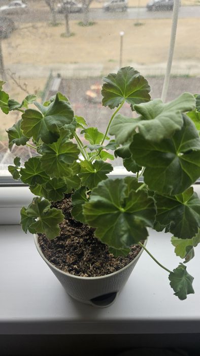 Продам сортовые пеларгонии (герань)