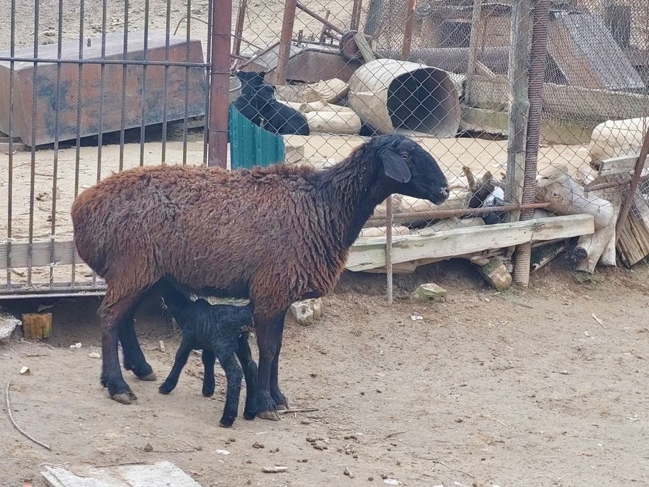 Жас ірі денелі қозылы қойлар сатылады