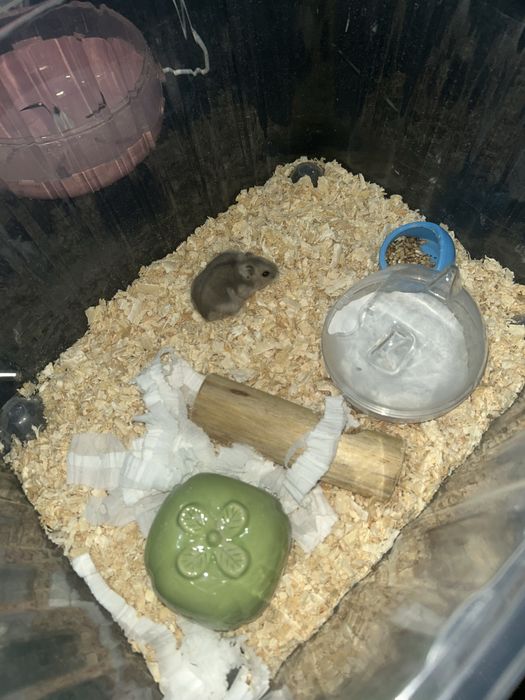 хомяк 2 месяца, со всем необходимым