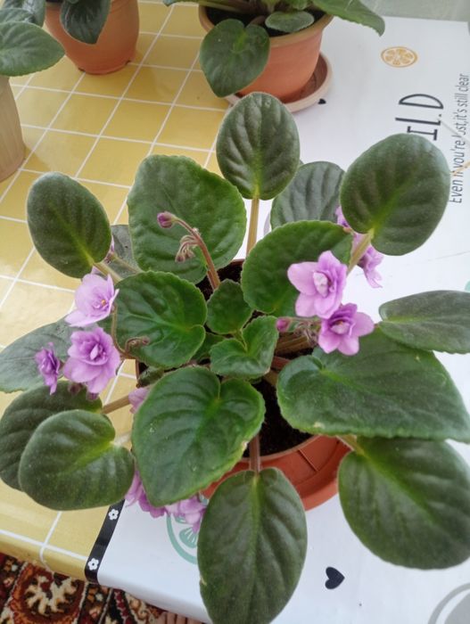 Продам фиалку сиреневую