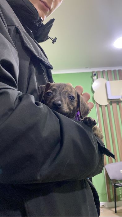 Отдам щенка стаффорда