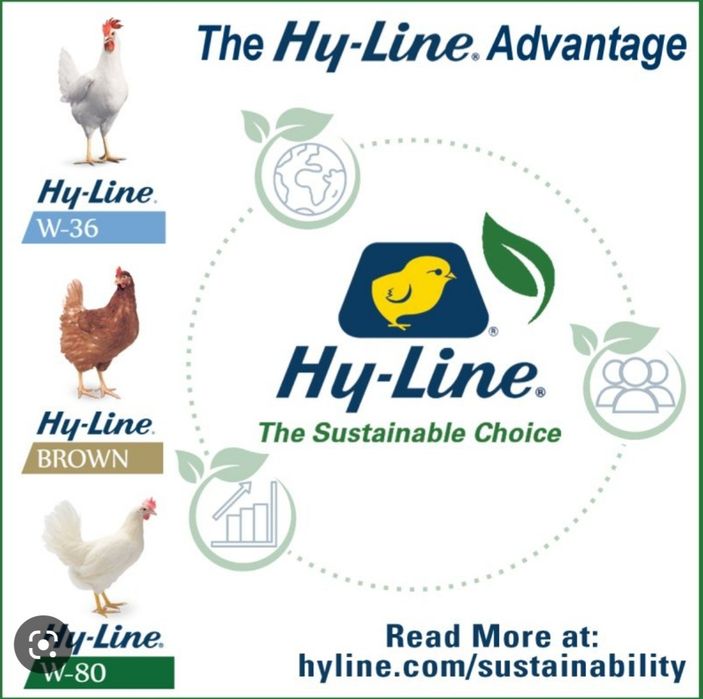 Хаммаси 100 % товук чикади. Хай-лайн ва Сенди жужалари. Jojalar