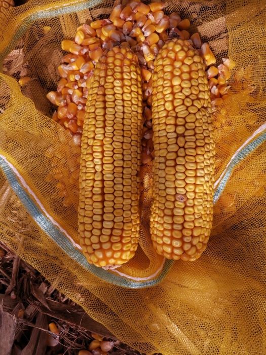 Vând porumb hibrid
