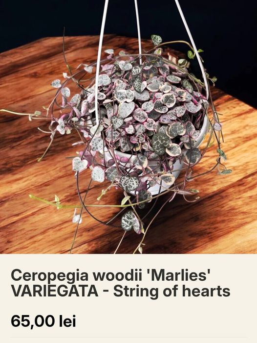 plantă curgătoare,,String of Hearts "( Șirag de inimi)