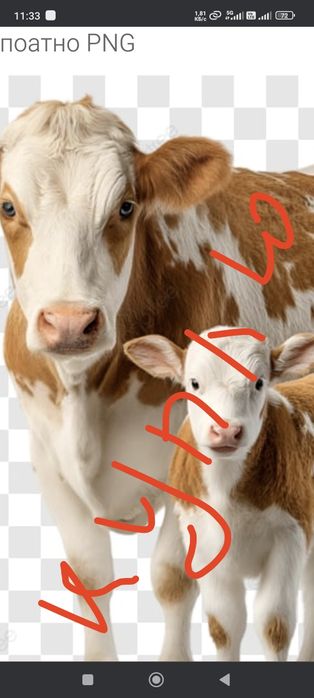 Свинина баранина Каровы