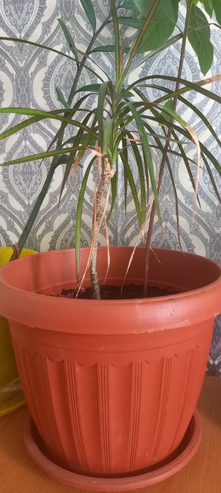 Продам Комнатные   цветы