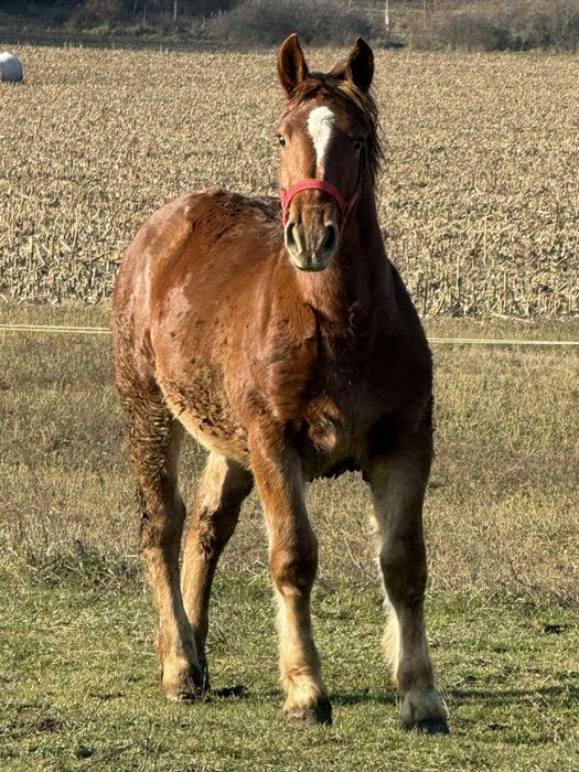 Vând mânză de 8 luni