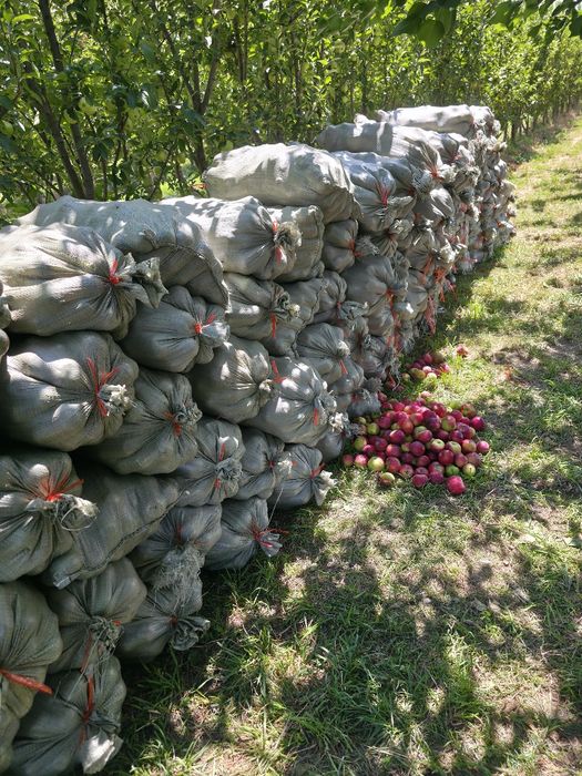 Яблоки падалица, сочные. Сорт Вильямс Прайд