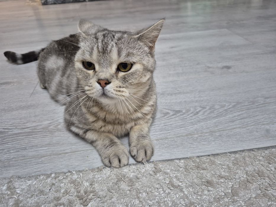 Отдаю кошку в добрые руки