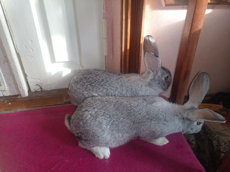 Нар мода куенлар сотилади