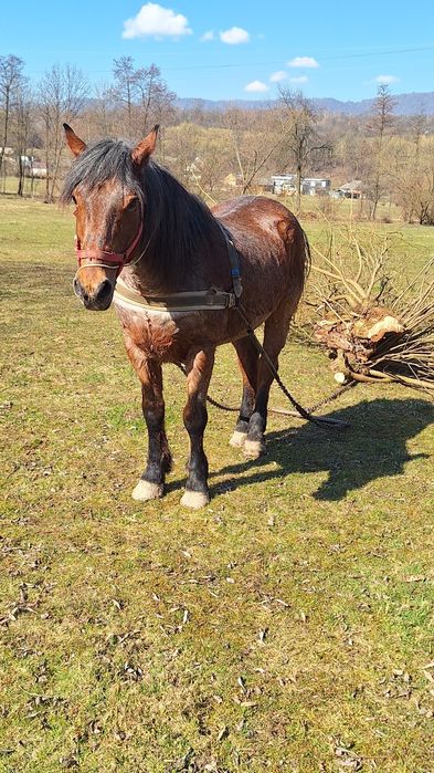 De vânzare un căluț de 6 ani pe al șaptelea castrat merge foarte bun H