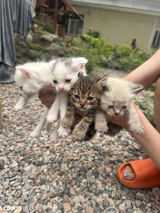 Отдам котят бесплатно