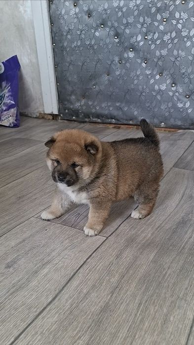 Чистокровные щенки Сиба-ину