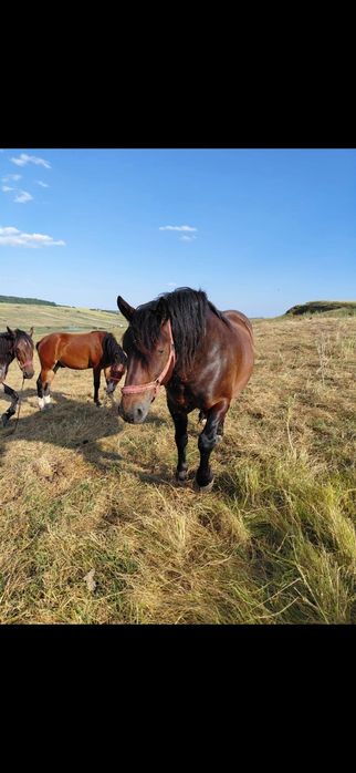 Iapă de vânzare !
