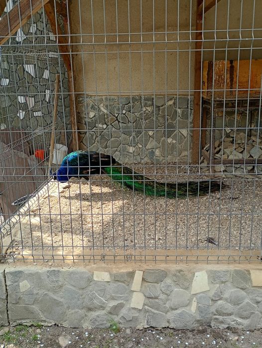 Păuni de vânzare umăr negru
