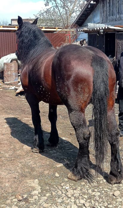 Iapa de 5 ani foarte cuminte nu sperie. de mașini