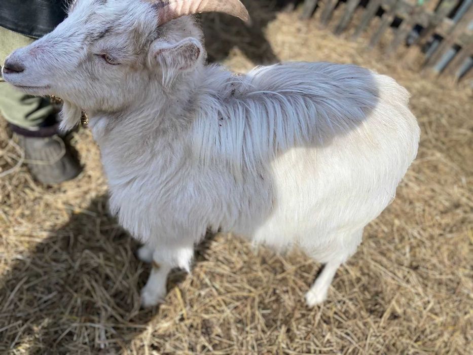 Зааненская коза,козы