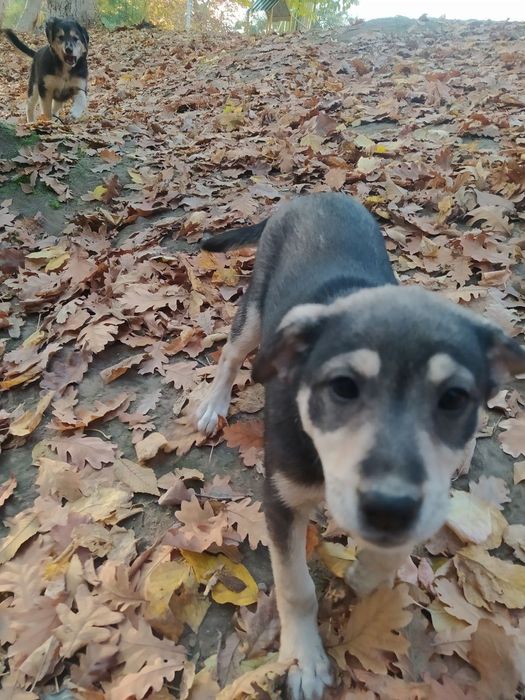 Щенята Отдам в хорошие руки