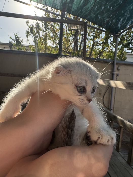 Котята