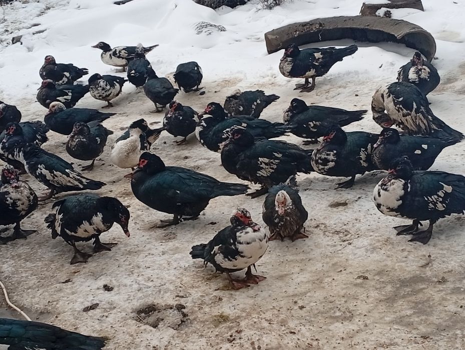 Vând rate leșești