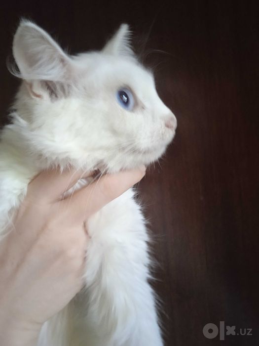 Голубоглазая турецкая ангора, девочка, 1 годик.
