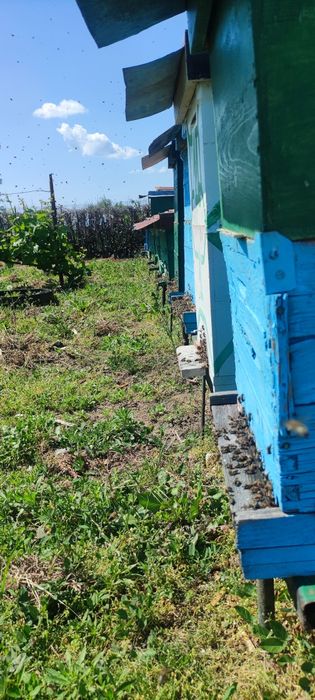 De vânzare familii albine puternice.