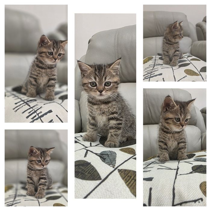 Продаются Котята Британцы