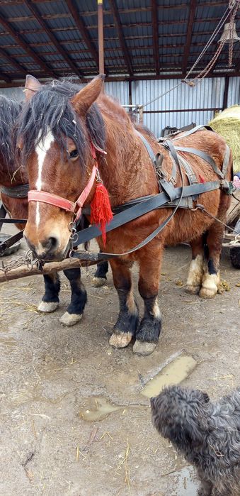 Vând caii 6mii de euro