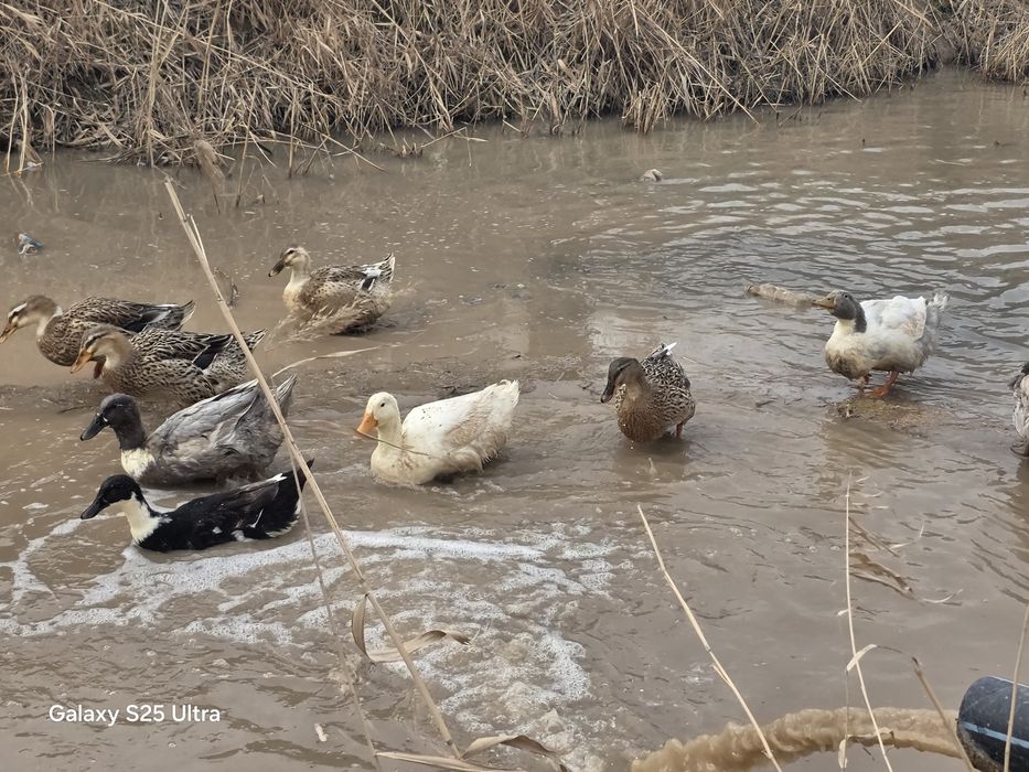 Урдак сотилади эркак ургочи аралаш
