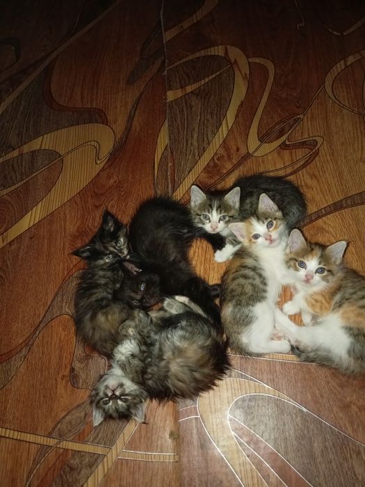 Отдам в хорошие ручки котят. Ходят в латок, кушают.