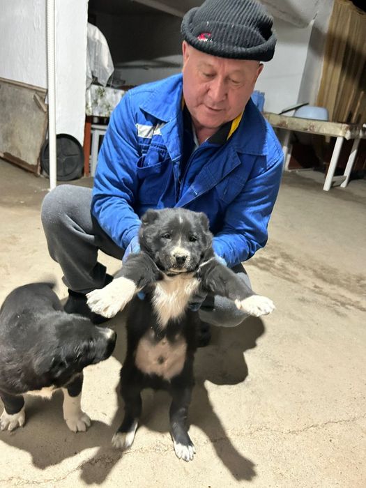 Щенки Алабая 1 месяц