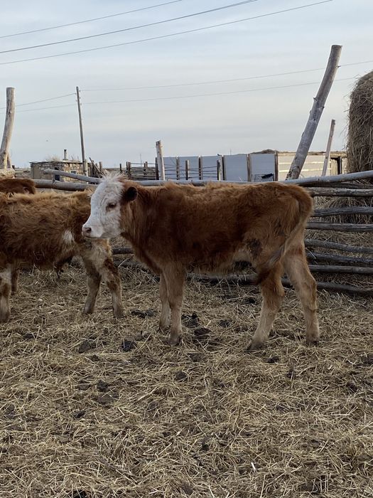 Тайша сатылады 5 бас