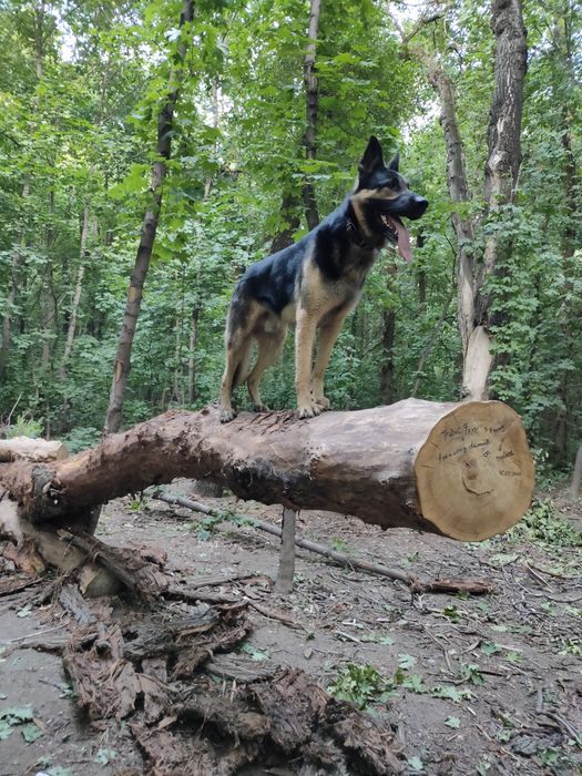 Кобель ВЕО вязка развязанный овчарка