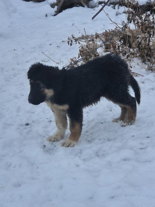 Обчаркінің күшігі