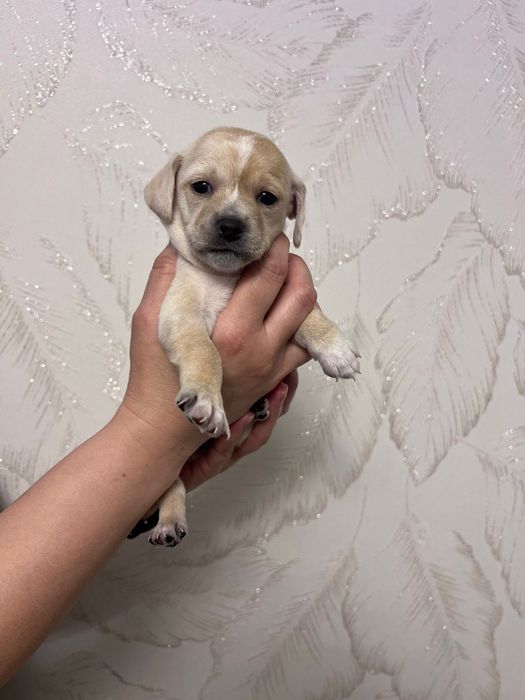 Щенки той терьер - пинчер