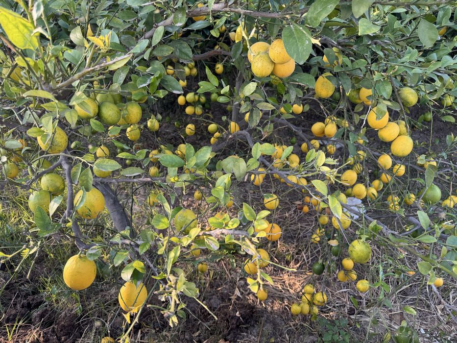 Tabiiy limon sotaman 100%