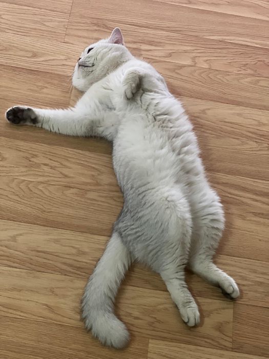 Вязка Британская шиншилла мальчик